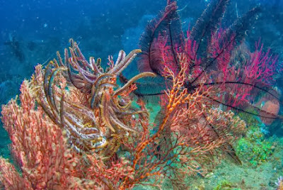 Wisata Pulau Menjangan, Keindahan Taman Bawah Laut di Bali Barat