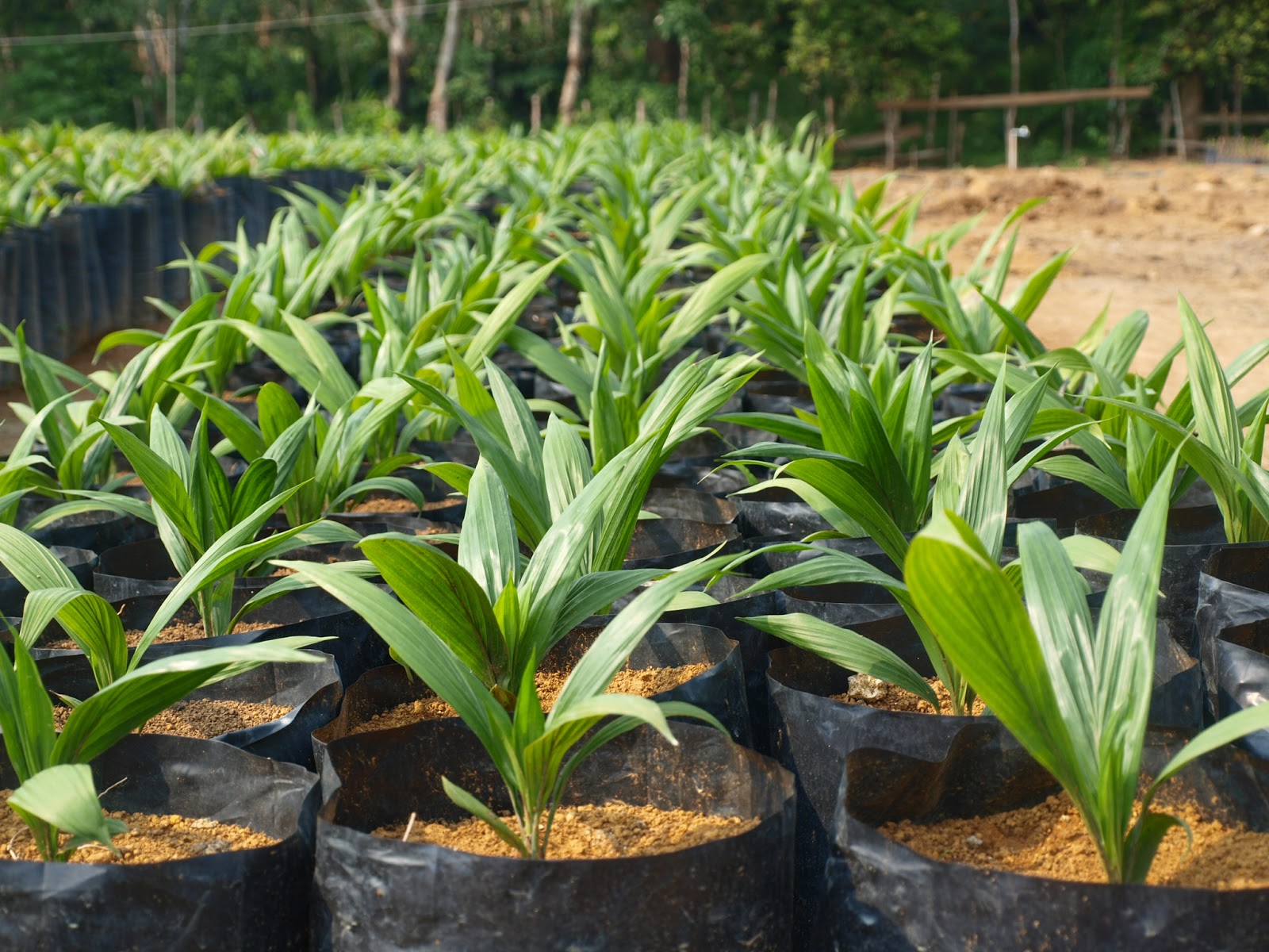 Beda Forester dan Planter (HTI dan Sawit)