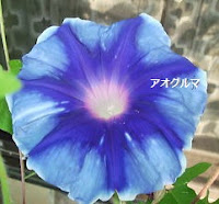 yang-suka-morning-glory-gabung-yuk