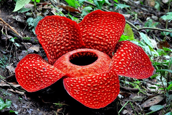 10 Fakta tentang Rafflesia arnoldii, Bunga Langka Berbau Busuk
