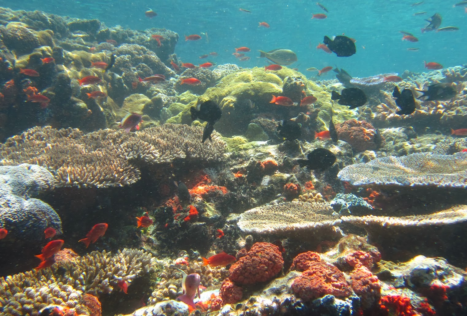 Pemandangan bawah laut tercantik di dunia.