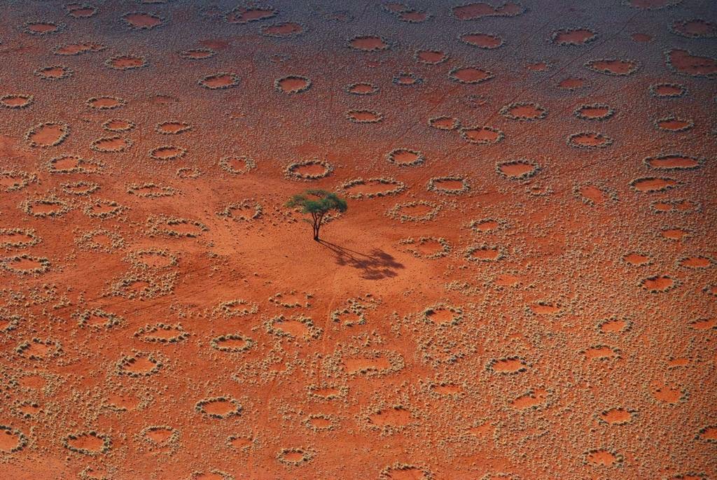 &#91;Nature&#93; : 25 Foto Pohon Menakjubkan Yang Belum Pernah Agan Lihat Sebelumnya