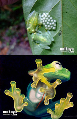 7 Katak dan Kodok Terunik di Dunia