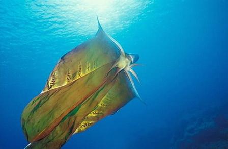 10 Foto Binatang seram menakutkan