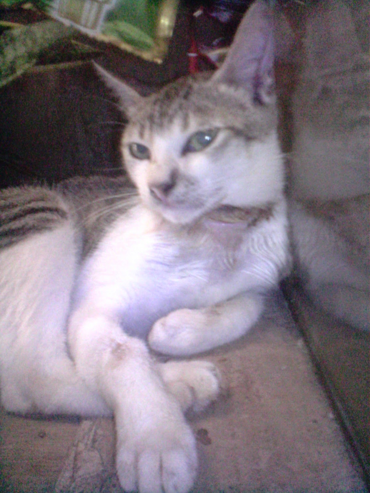 Gara gara karet gelang kucing ini hampir mati (Cat Lovers Wajib Baca)