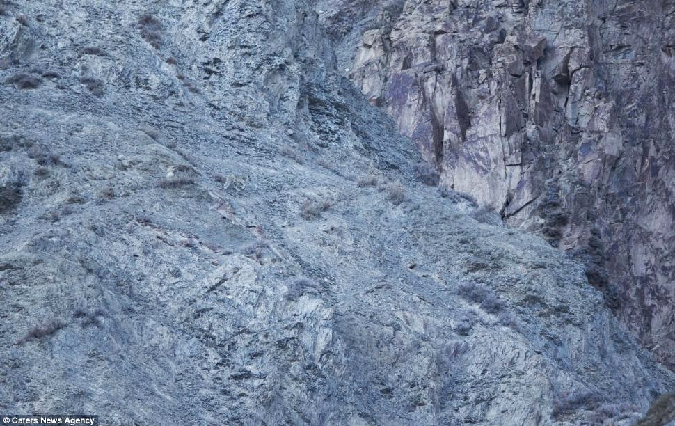 Foto Keren Wild Snow Leopard Gan. Cuman Agan Musti Bisa Cari Di Mana Leopardnya :D