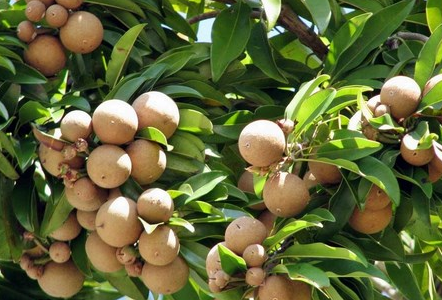 Mengenal Sedikit Lebih Detail Bokken (Pedang Kayu) Sawo