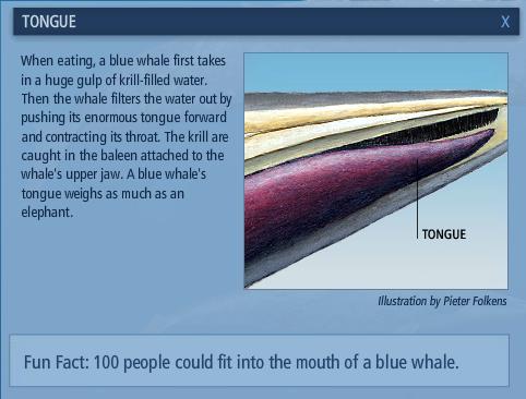 Mengenal Paus Biru (Blue Whale)