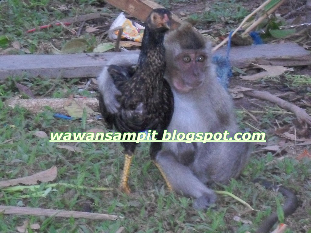 ayam mati karena Asep isep