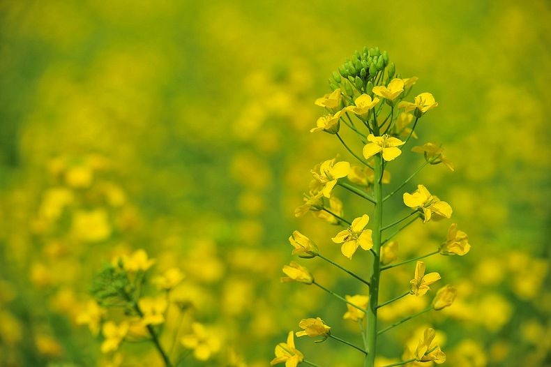 Lautan Kuning di Tengah Pedesaan China