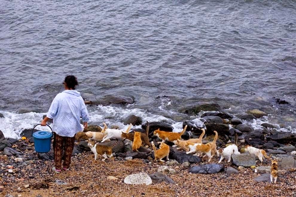 Surganya Para Kucing Di Pulau Dea-Dea (Sulawesi Barat)