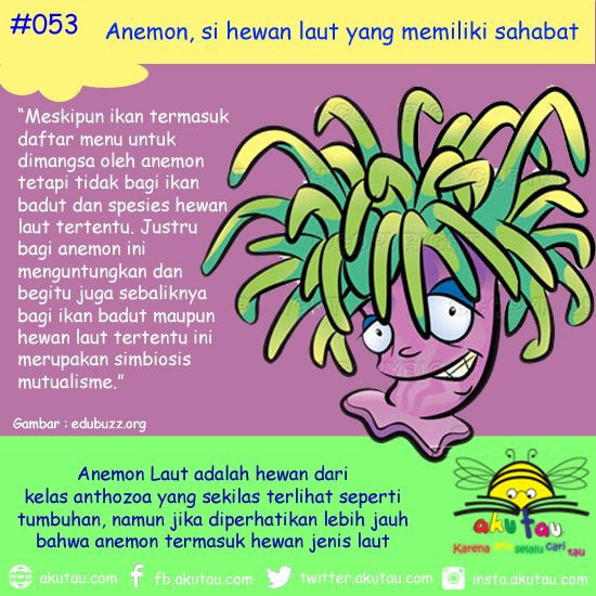 Anemon, si hewan laut yang memiliki sahabat 