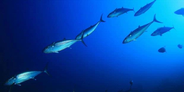Ikan Hias dan Perlengkapan Akuarium