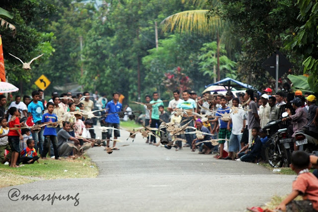 Uniknya Pacu Itik (Duck Race) di Payakumbuh