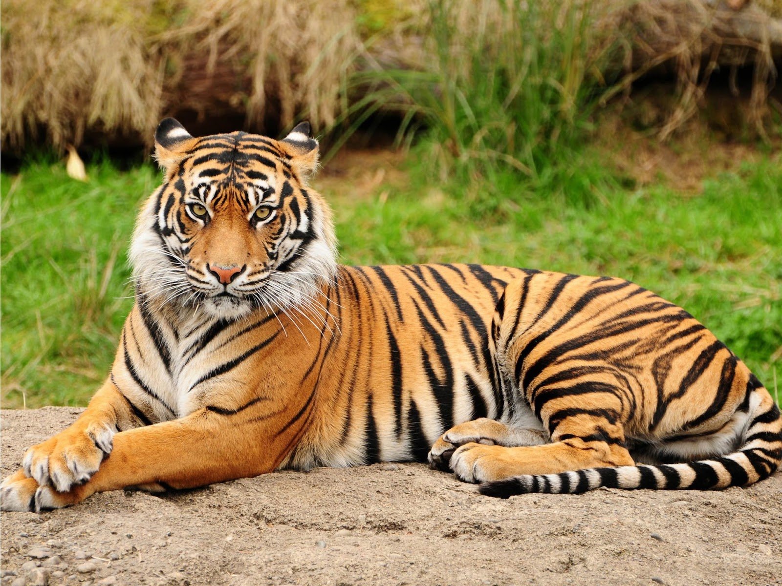 Ternyata Harimau Adalah Versi Jumbo Dari Kucing