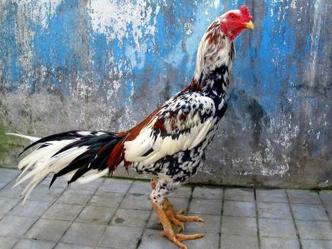 Wadduh! Siswa SMA ini Gunakan Ayam Puaskan Nafsu Syahwat!