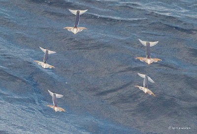 Cumi-cumi 'bisa terbang 100 meter melalui udara'