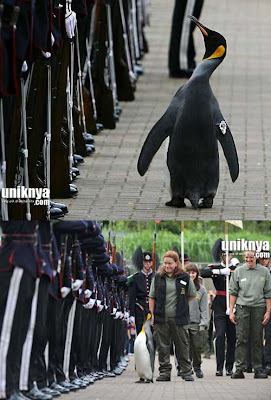 5 Hewan Berprilaku Unik di Dunia