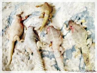 Dhab Halal, Biawak Haram - Dhab Reptil Unik dari UAE