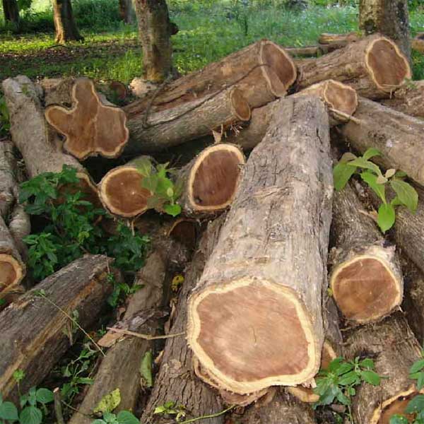 Berbagai Jenis Kayu untuk Membuat Mok Yan Jong