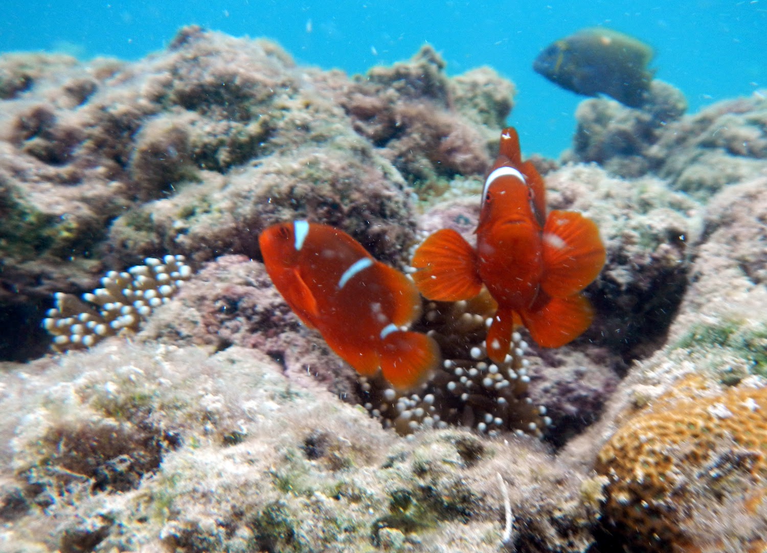 Festival Puhawang Di Pulau Pahawang, Punduh Pidada, Pesawaran