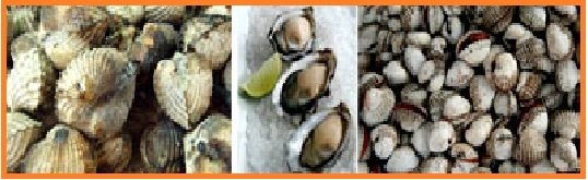 Yuk Mengenal Filum Mollusca / Siput / Keong