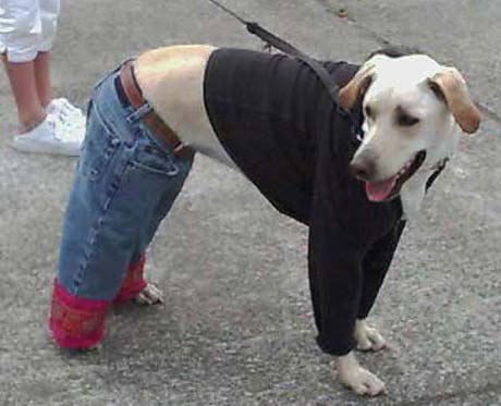 Dog Pict collection season 2