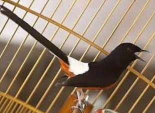 Cara Mengobati Burung Serak dan Obat Terbaik Burung Serak