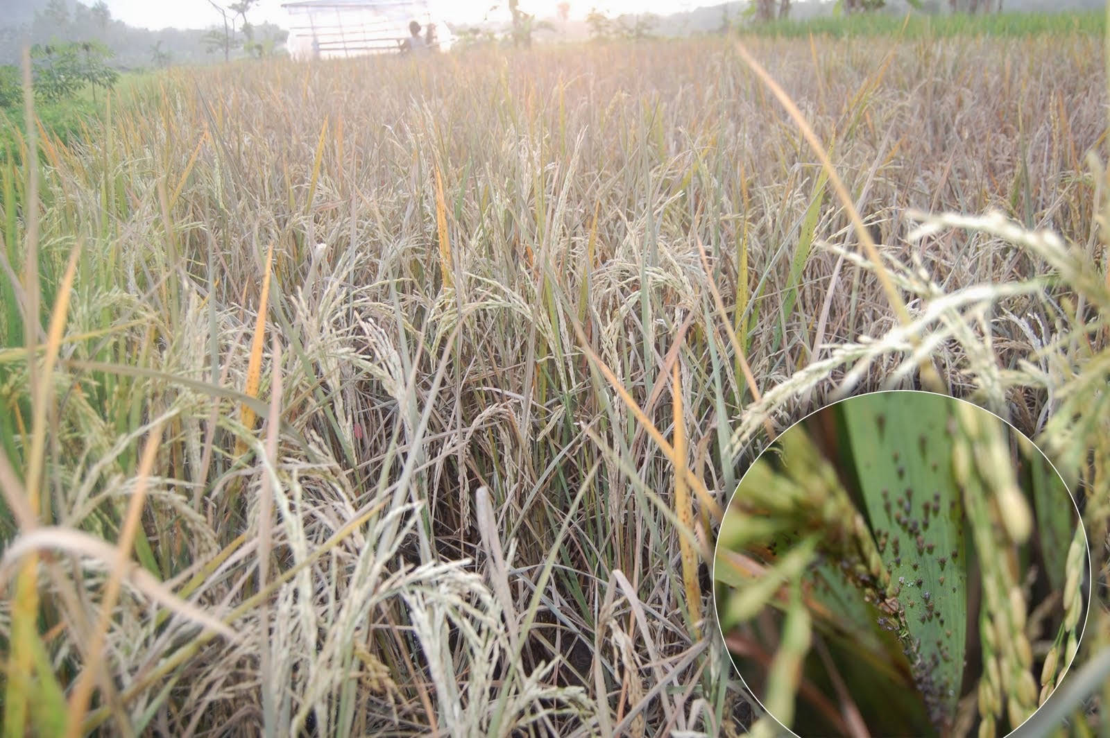 perubahan-iklim-bikin-gizi-dalam-padi-menurun-drastis