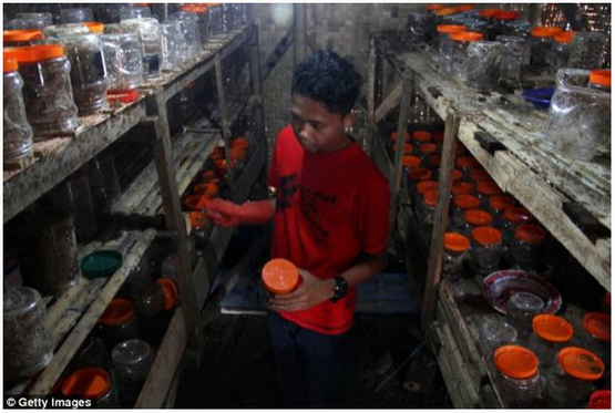 Hanya Di Indonesia, Semut Diternakkan Dan Telurnya Dimakan 