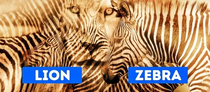Ikut Kuis Yuk ! Apa Yang Pertama Kali Anda Lihat Dapat Mengungkapkan Kepribadian Anda