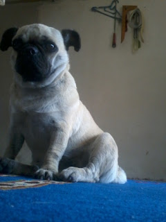 Perawatang Anjing Pug