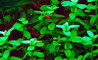 AQUASCAPE