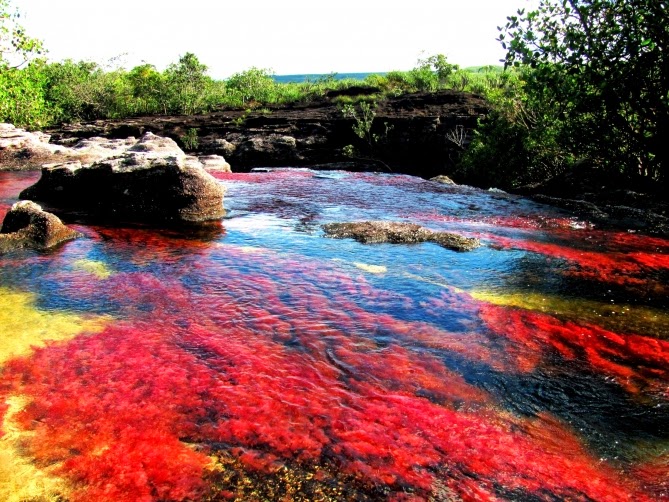 Cano Cristales, Keindahan Sungai Lima Warna Dari Kolombia