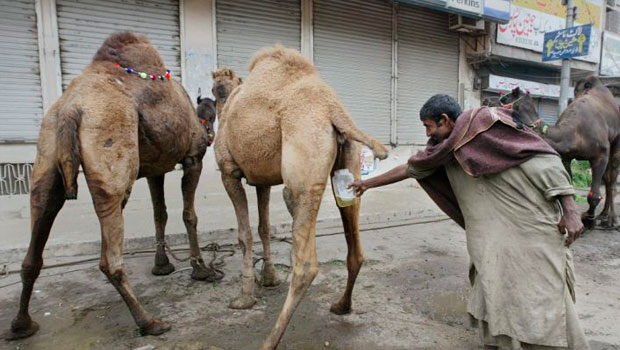 12-juta-dosis-vaksin-covid-19-asal-tiongkok-tiba-di-indonesia