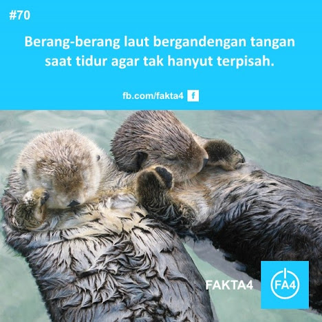 Some About Fact!