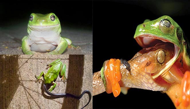 Ular Aneh Aneh Ada Katak Makan Ular KASKUS