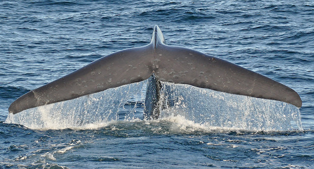 Mengenal Paus Biru Blue Whale KASKUS