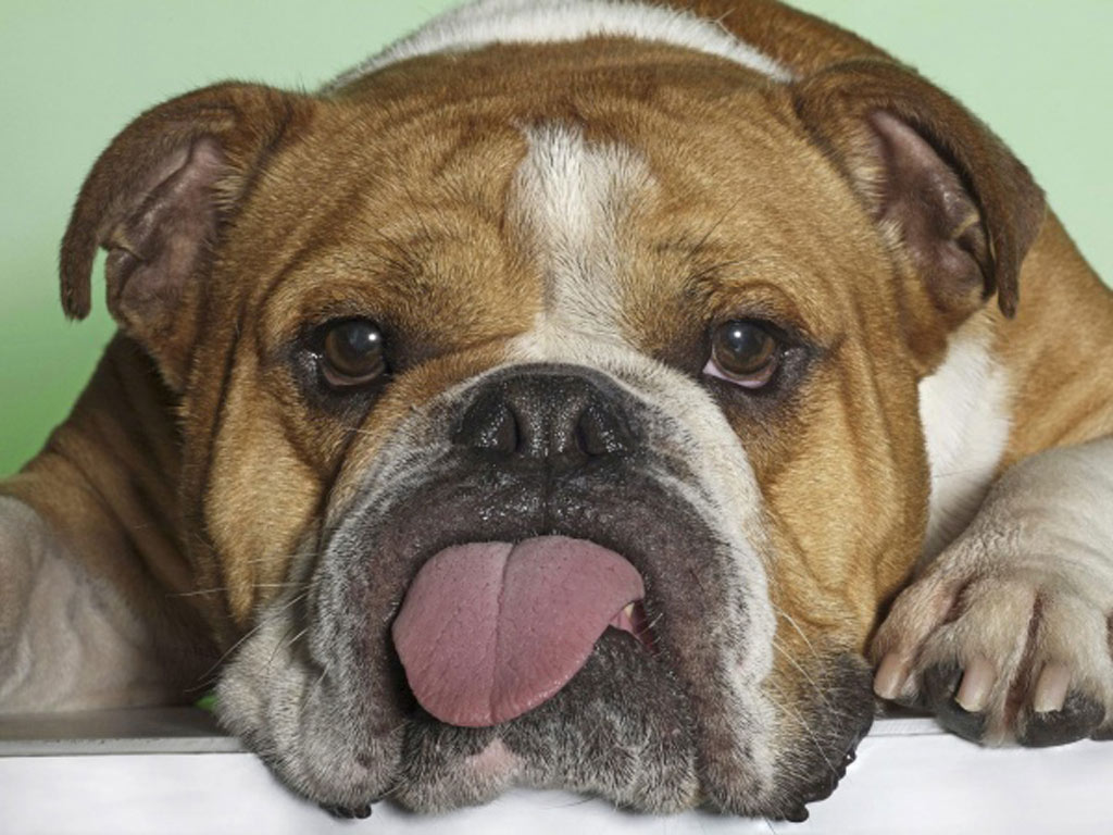 Dog Pict collection season 2