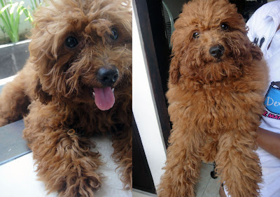 FOR SALE Red Toy Poodle (2 ekor) & Apricot Toy Poodle (4 ekor) Import Thailand “speci