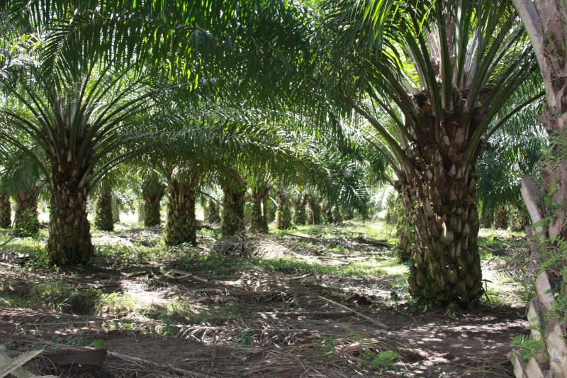 dampak-buruk-dari-perkebunan-kelapa-sawit