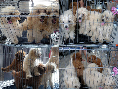 FOR SALE Red Toy Poodle (2 ekor) & Apricot Toy Poodle (4 ekor) Import Thailand “speci