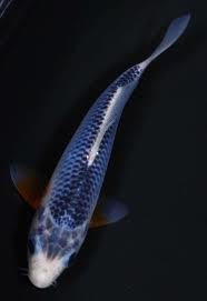 Jual Aneka Koi Unggulan ( Blitar )