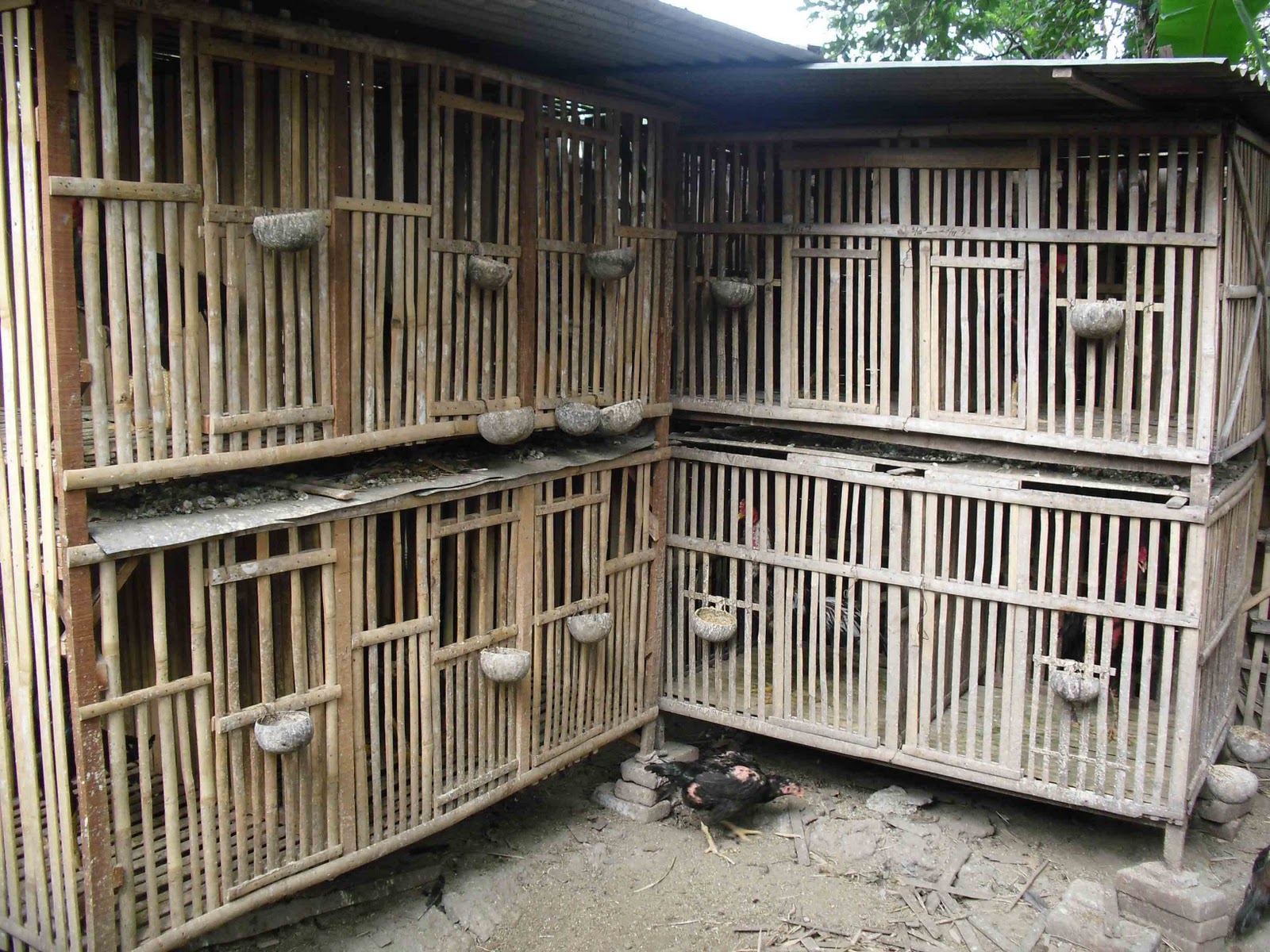 Biadab! Tujuh Pemuda Gilir Siswi SMP di Kandang Ayam