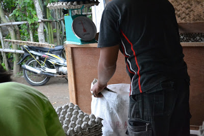 Rahasia Cara Cepat Panen Ternak Jangkrik