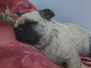 Perawatang Anjing Pug