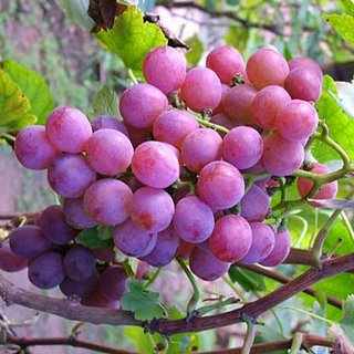 Buah Tersehat Yang Banyak di Indonesia