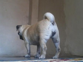 Perawatang Anjing Pug