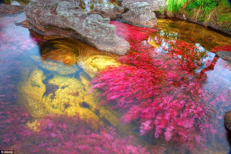 Cano Cristales, Keindahan Sungai Lima Warna Dari Kolombia