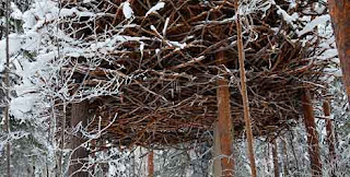 5 Rumah Pohon Paling Unik Di Dunia